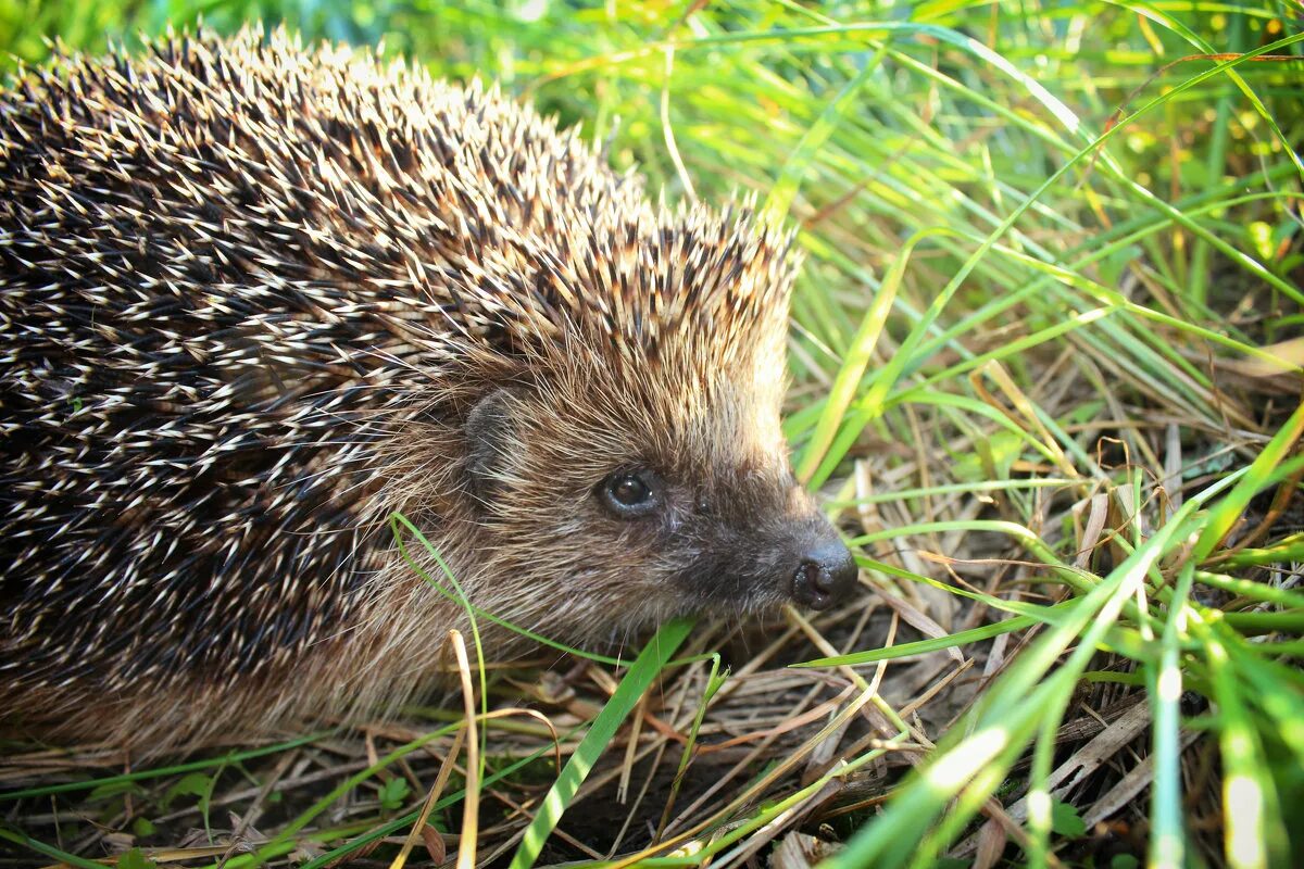 ёжик игор. простой ежик. смешные ежики фото. ежика несложного. ежик фото.