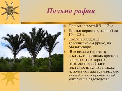 Систематика пальмы