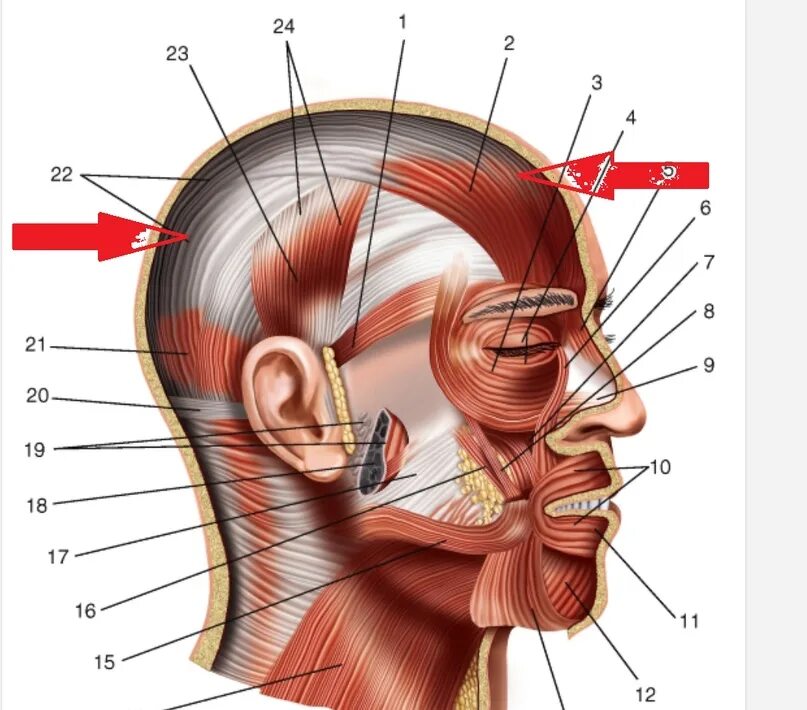 Ткани лба. Мышцы лица анатомия Синельников. Мышцы лица и шеи анатомия для косметологов. Мышцы и фасции головы анатомия.