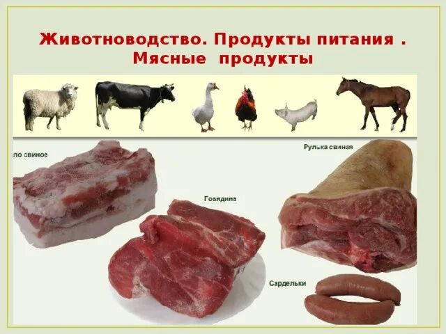 Проведи исследование какие продукты животноводства ты используешь. Мясная продукция животноводства. продукция мясного скотоводства. продукты питания животноводства. получение продукции животноводства.