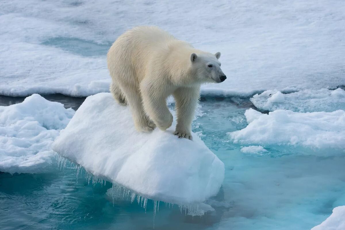 Медведи живут в арктике. Северный Ледовитый океан белый медведь. Белый медведь (Карско-Баренцевоморская популяция). Северный Ледовитый океан животные белый медведь. Белый медведь в Северной Америке.