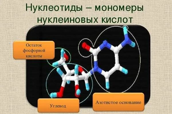 Нуклеотид состоит из остатка фосфорной кислоты. Мономеры нуклеиновых кислот. мономер неклеиноыых уилоты. монономпры нуклеиновых кислот. нуклеотид это мономер нуклеиновых кислот.