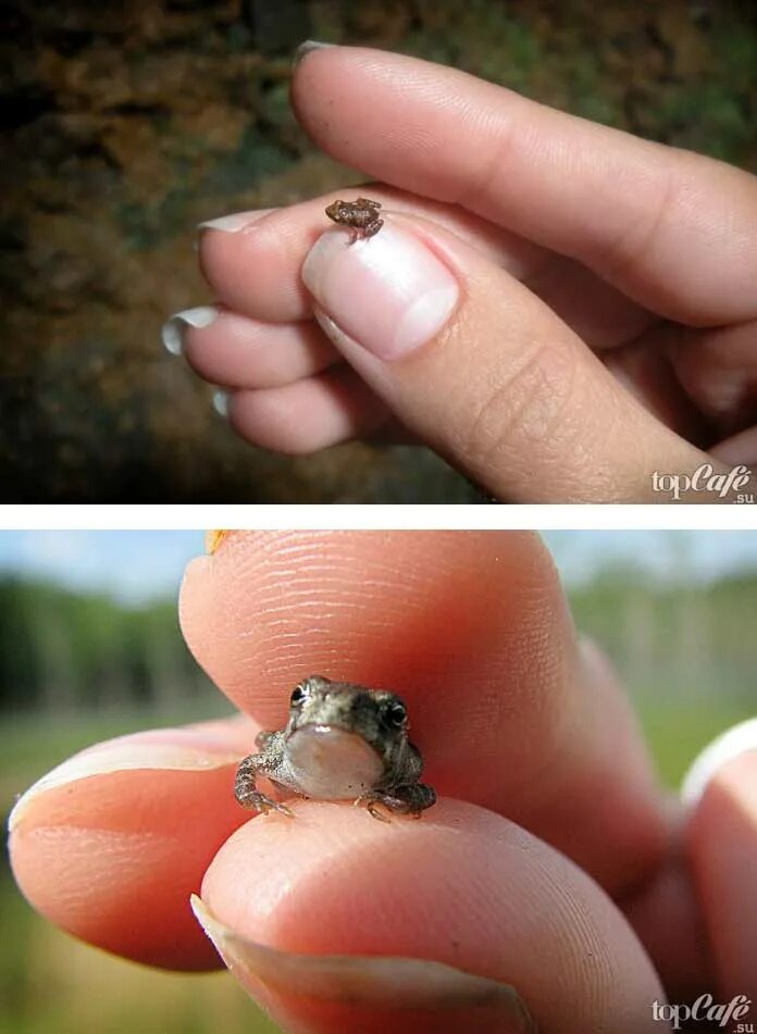 Paedophryne amauensis самая маленькая лягушка. лягушка микроквакша. лягушка paedophryne. Paedophryne amauensis. самый маленький страница.