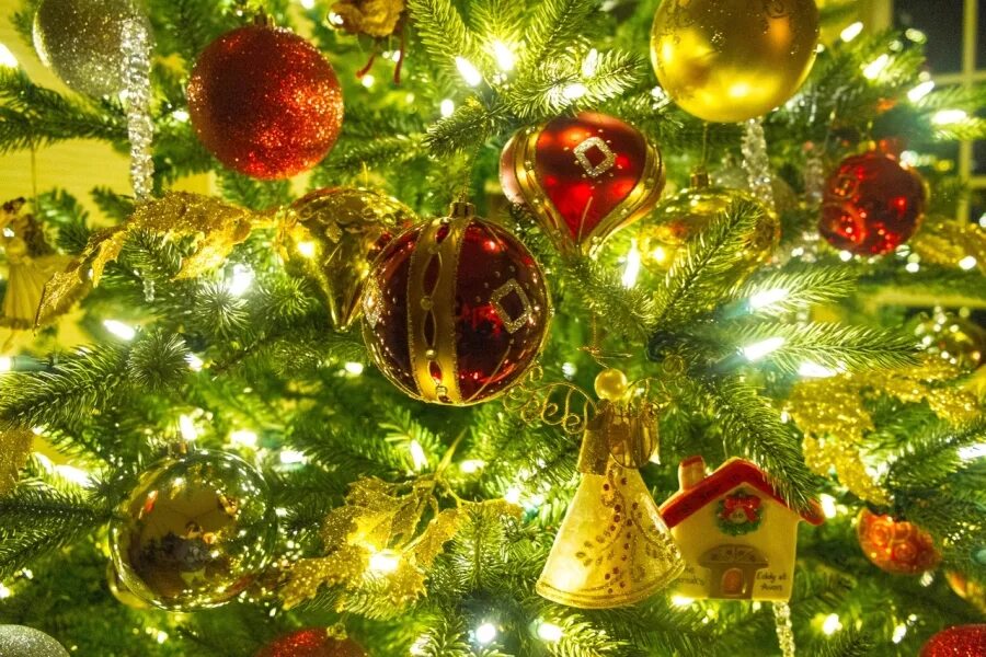 Новый год картинки. Holiday trees. Новогодняя елка на улице. Holiday trees. Остролист рождественский.