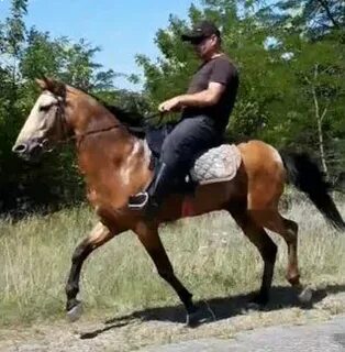 Лошади ивановская область