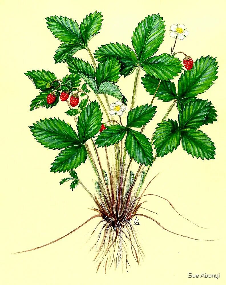 Клубника класс растений. Земляника Лесная (Fragaria vesca) Alexandria (Александрия). Fragaria viridis гербарий. Fragaria viridis рисунок. Fragaria vesca Ботаническое описание.