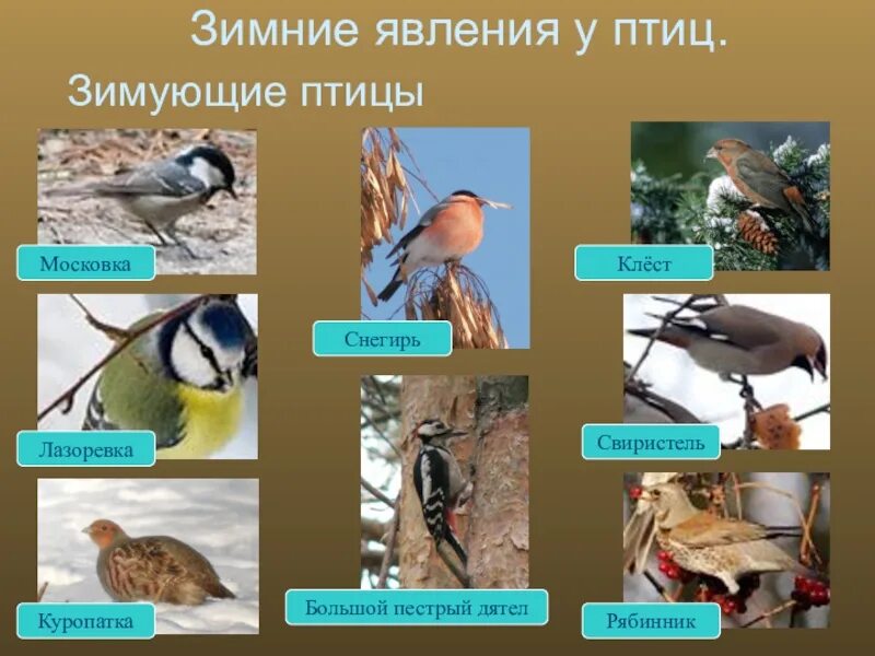 Зимующие птицы. Сезонные изменения птиц. Сезонные изменения в жизни птиц. Зимняя жизнь птиц. Изменения животных зимой 5 класс биология