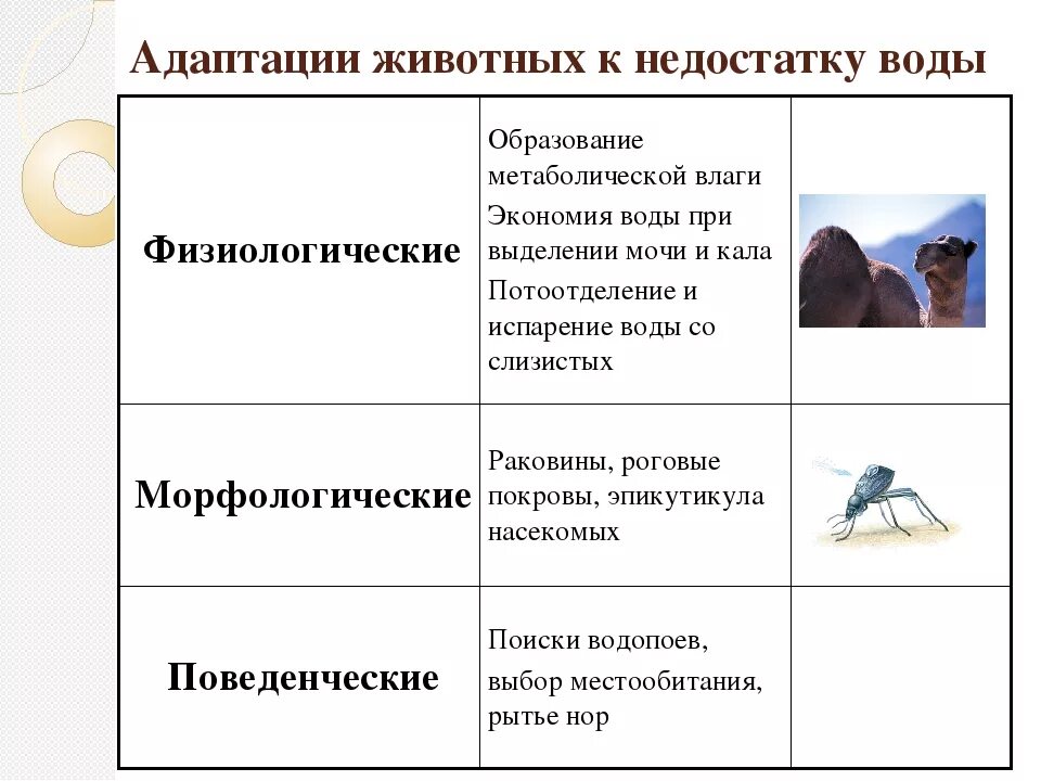 Физиологическая адаптация примеры животных. Виды адаптации таблица. Таблица физиологические адаптации животных. Признаки морфологической адаптации. Морфологические адаптации таблица.