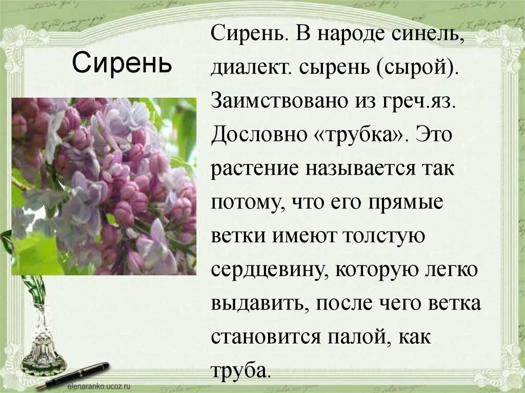 Цветущая сирень как пишется. Сочинение по картине сирень. План к картине сирень. Сочинение про сирень. Сочинение по картине сирень в окне.