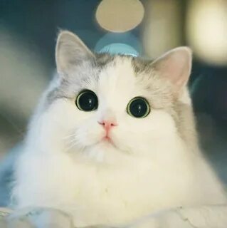 Милый няшка котик