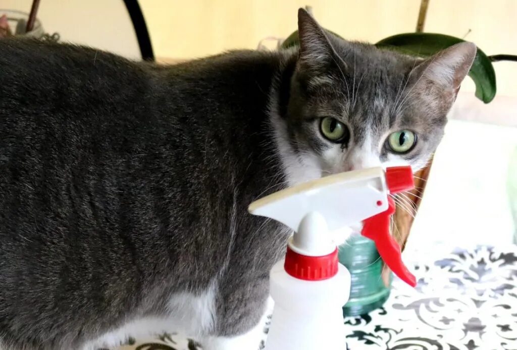 Почему коты начинают гадить где попало