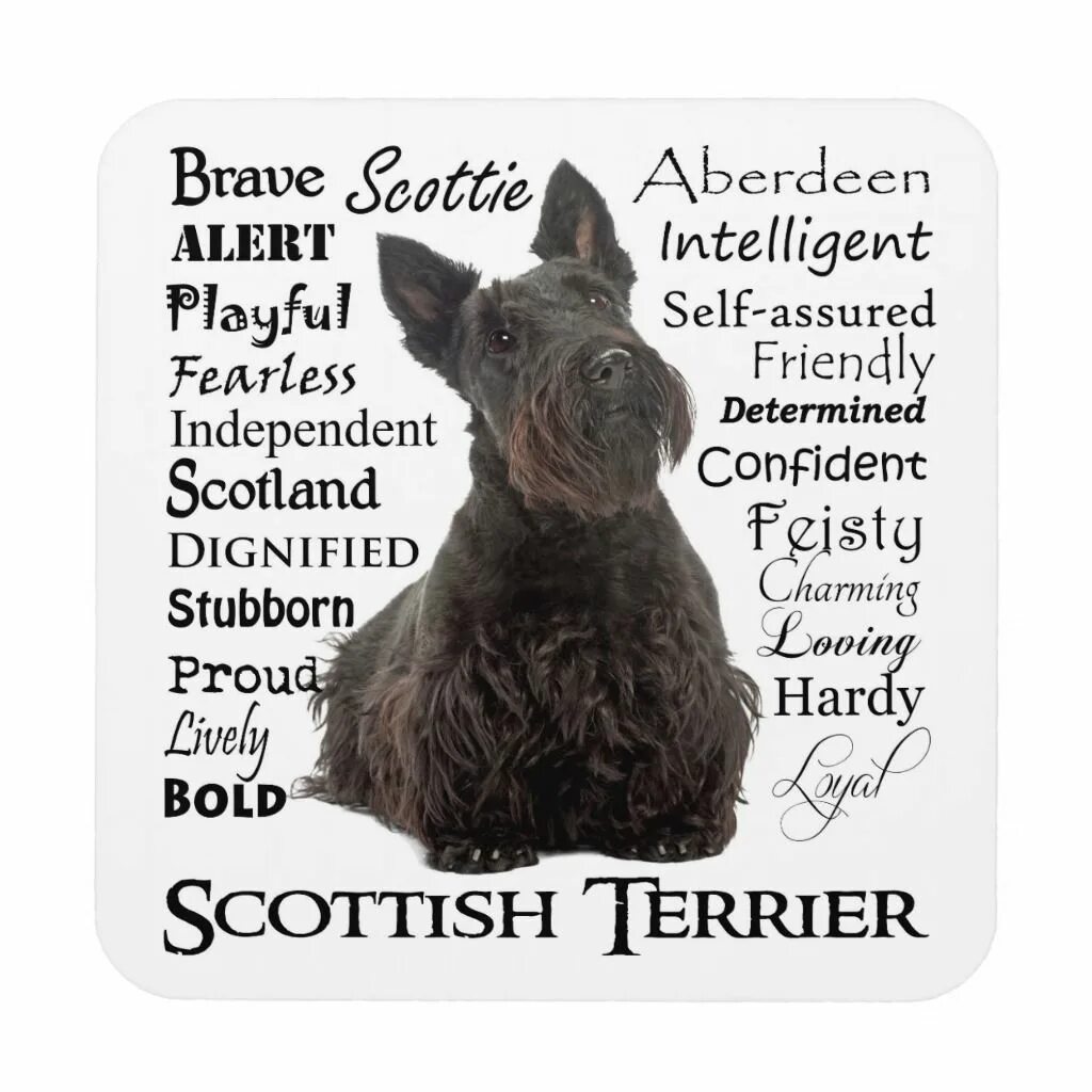 Black dog перевод на русский. Шотландский терьер на обложке книжки. Скотч терьер картинки смешные. Happy Birthday Scottish Terrier. Доге перевод на русский.