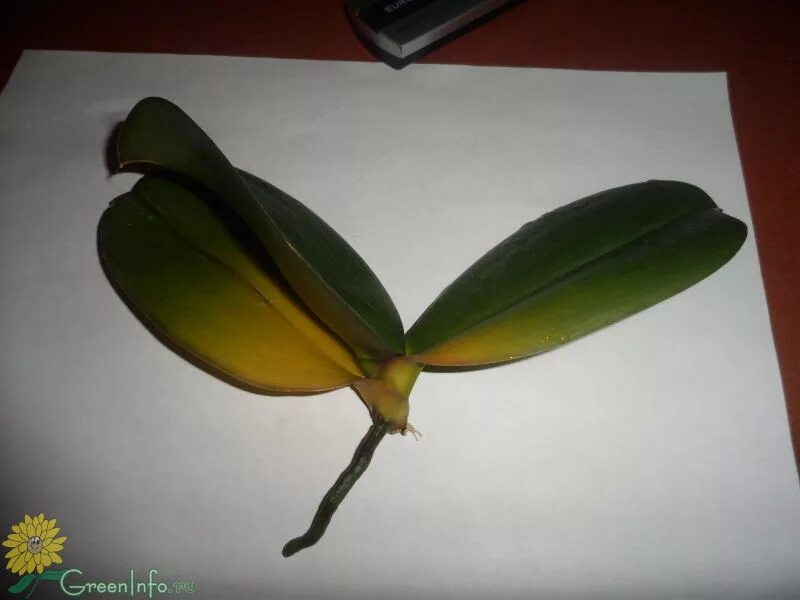 Тургор орхидеи. Желтеет и сохнет лист орхидеи. Желтеют листья у орхидеи. Желтеет и сохнет лист орхидеи. Желтеют листья у орхидеи.