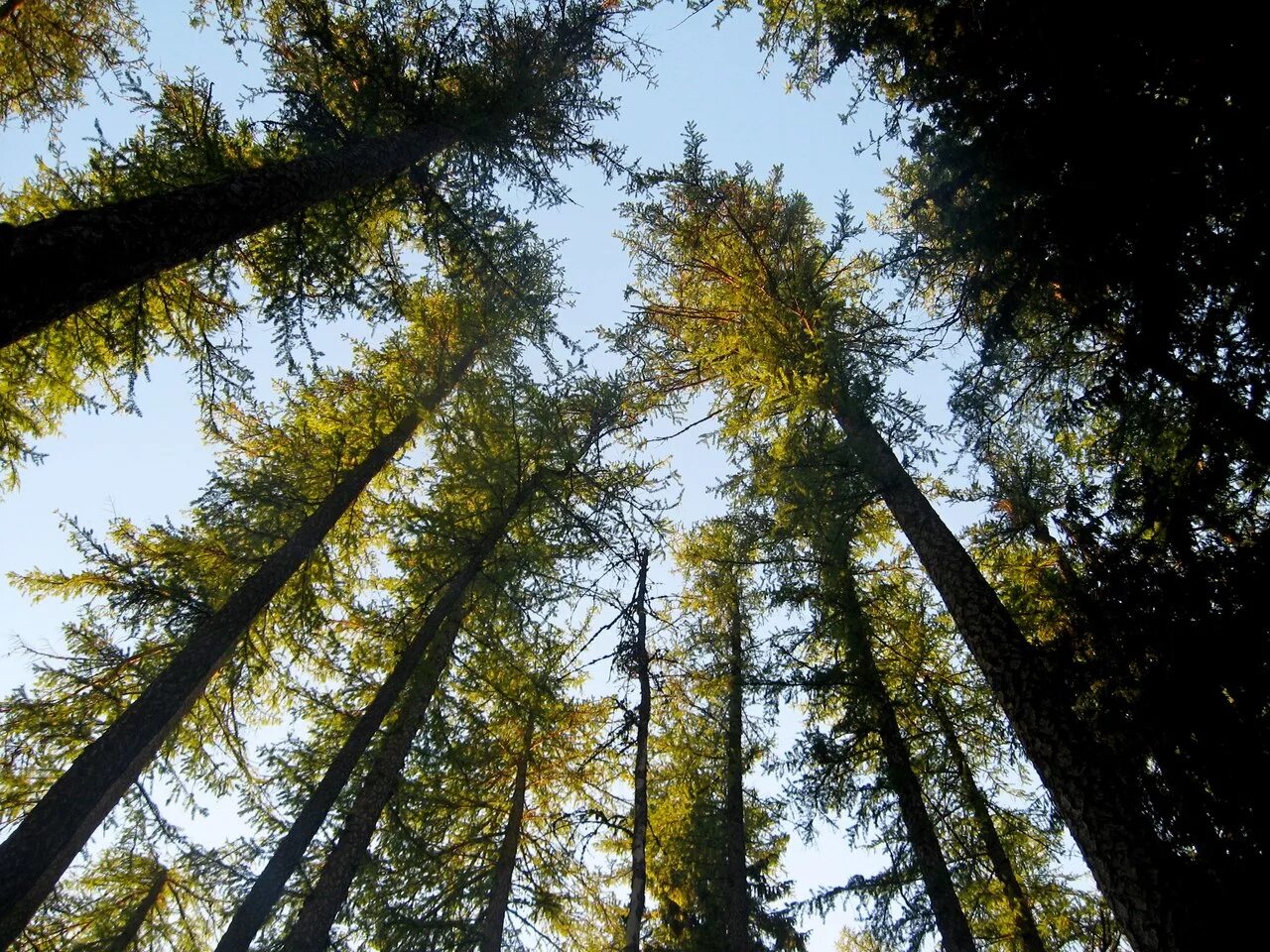 Алтайская лиственница. Макушки карельские леса. Почему верхушки лиственниц наклонены. Верхушки лиственниц. Верхушки сосен.