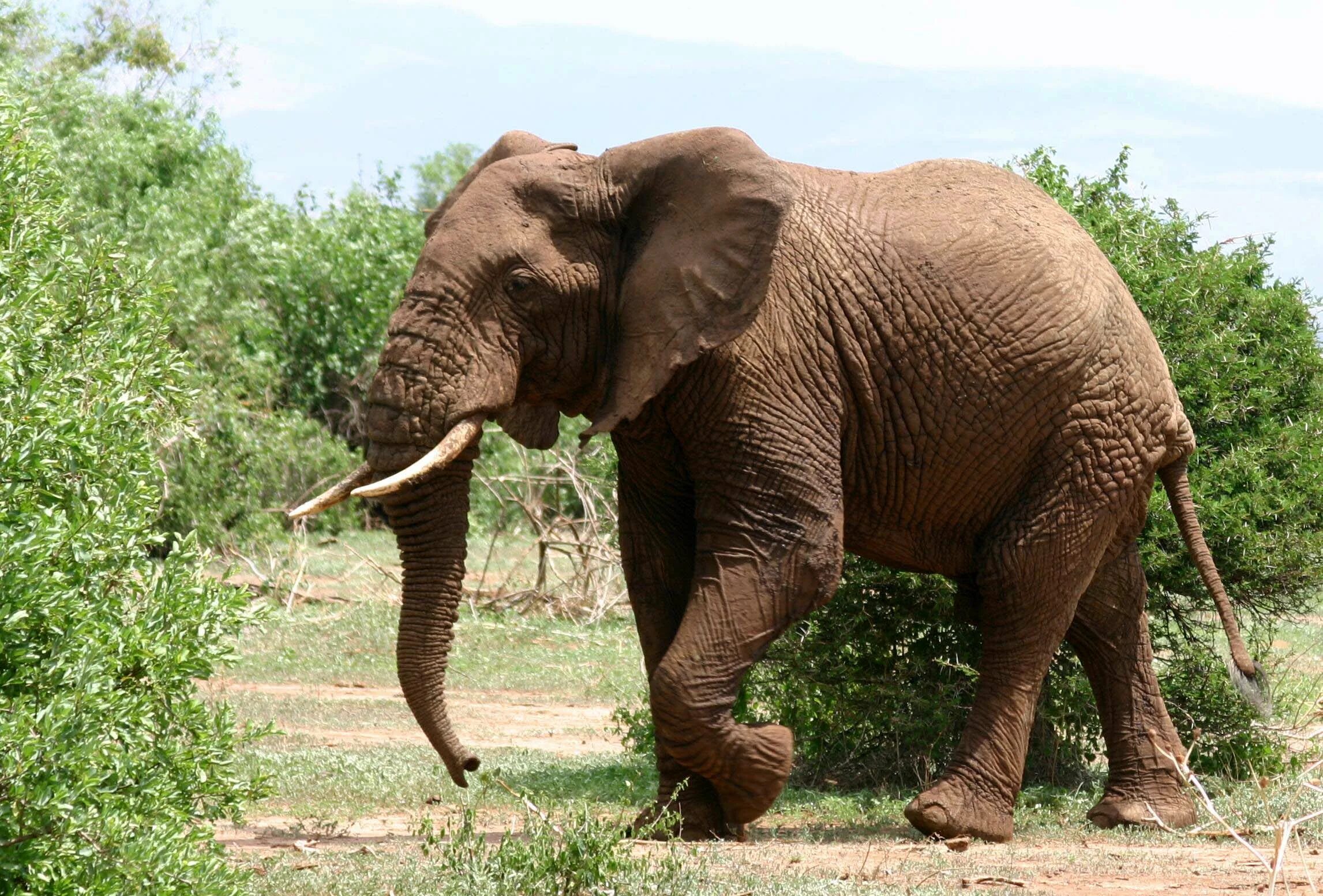 Африканский саванский слон. Большой слон. Самый большой слон. Самый большой Африканский слон. Как выглядит слоновая