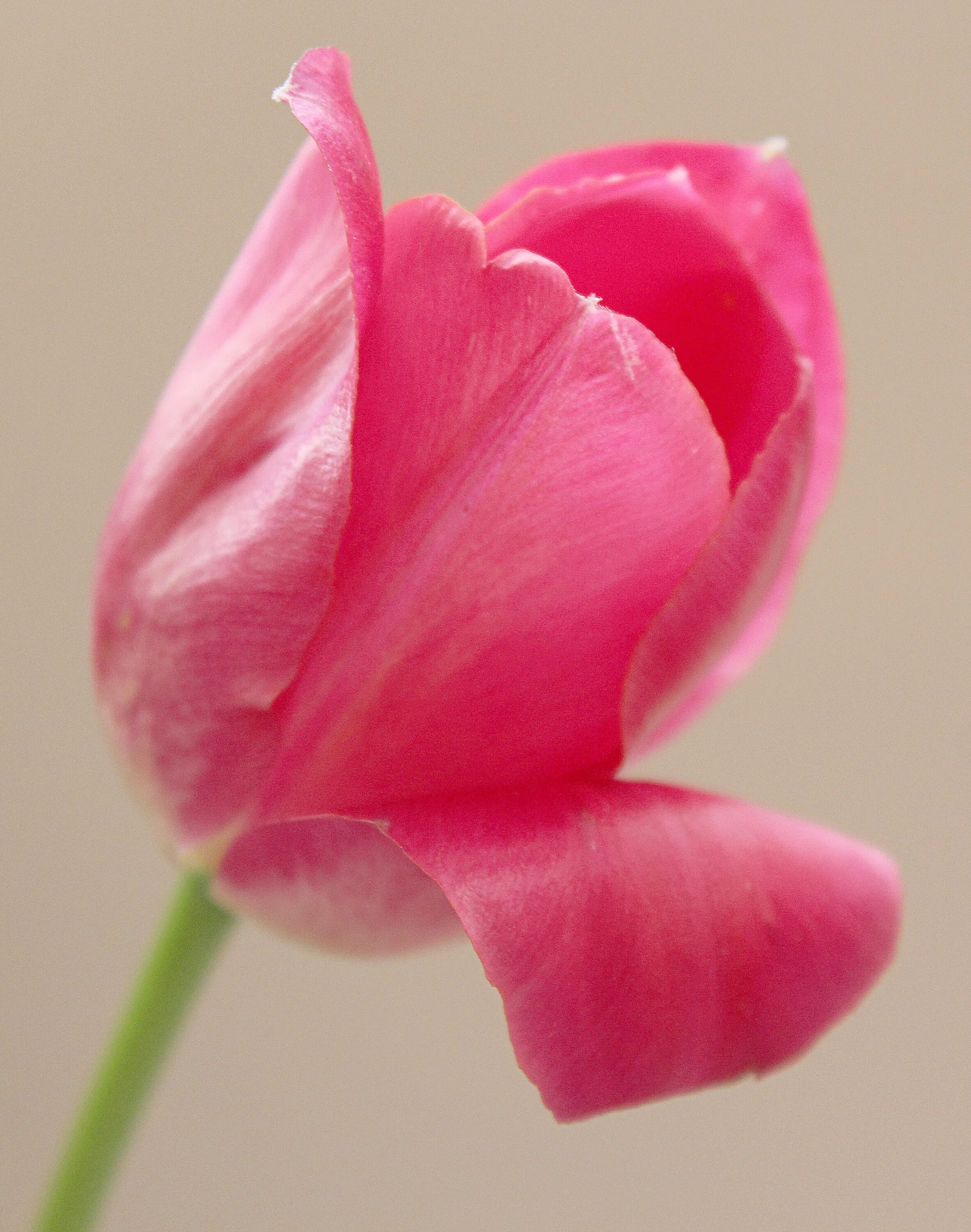 Что значит розовый тюльпан. Dooudle Rose тюльпан. Тюльпан Пинк Риббон. Тюльпан розовый (Габриэль). Розовые тюльпаны.