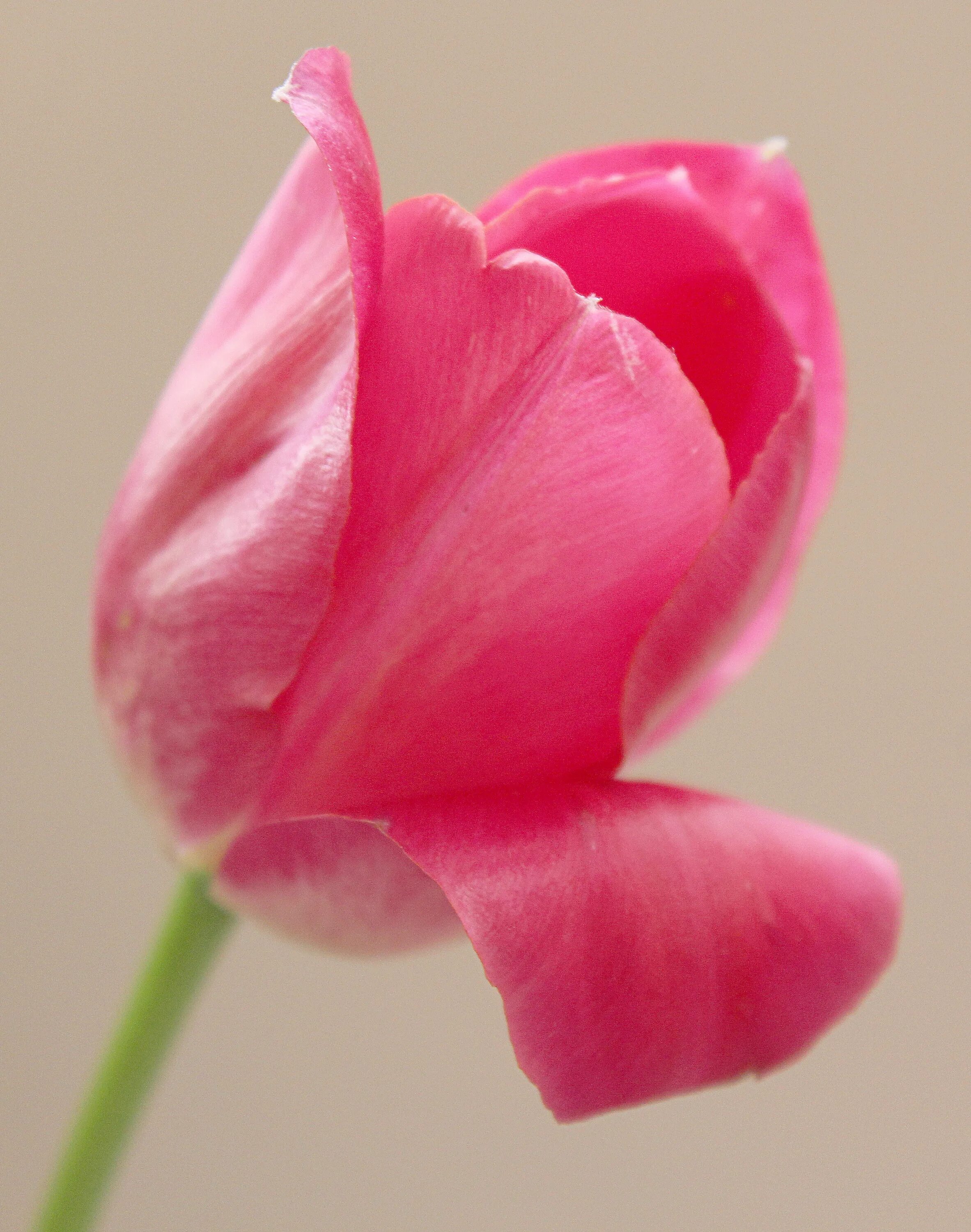 Is not a rose is a tulip
