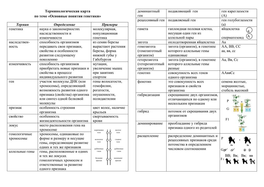 У человека доминантный ген а определяет стойкий. Основные определения по теме генетика. Основные понятия генетики 9 класс биология таблица. Генетика определение биология 9 класс. Определения по биологии 9 класс генетика.