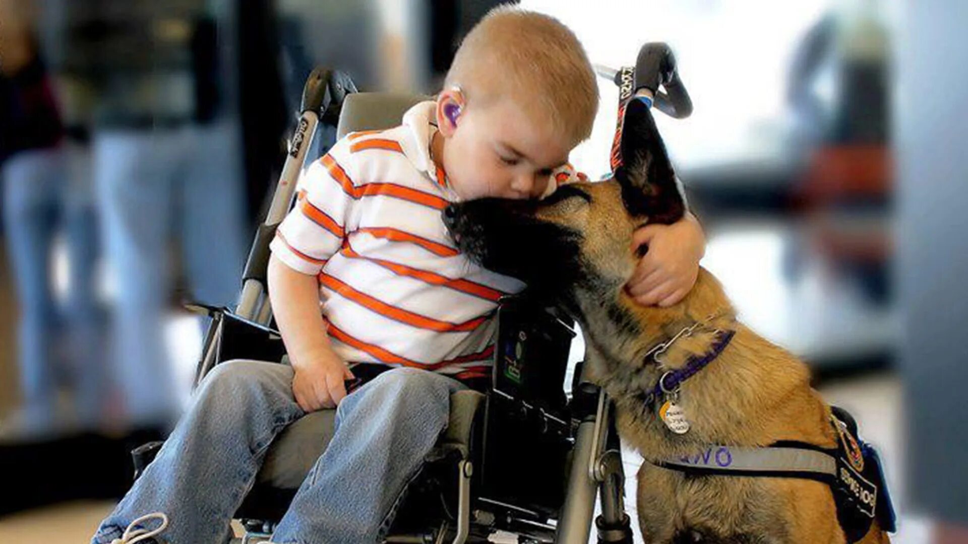 Собака инвалид. Собаки помогают людям с ограниченными возможностями. Дети инвалиды и собаки. Люди животные инвалиды.