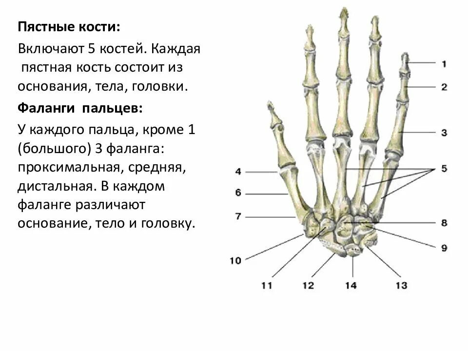 Фаланги стопы. Пястная кость строение. Анатомия пястных костей. Пятая пястная кость кисти анатомия. 2 Пястная кость стопы.