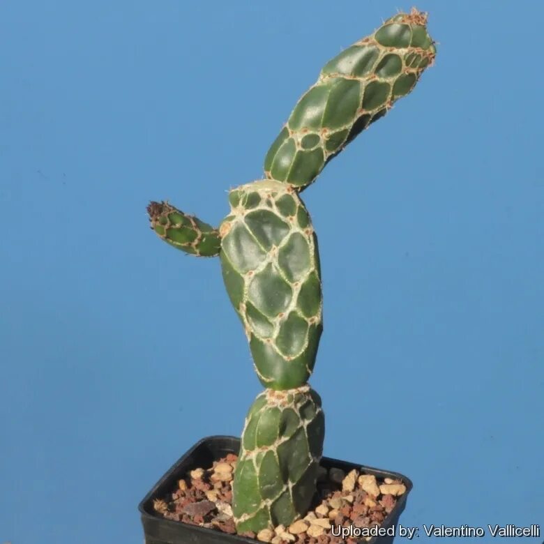 Opuntia cobra - опунция кобра. Cobra опунция ретикулата. опунция кобра. Opuntia mix 12/30. опунция кобра.