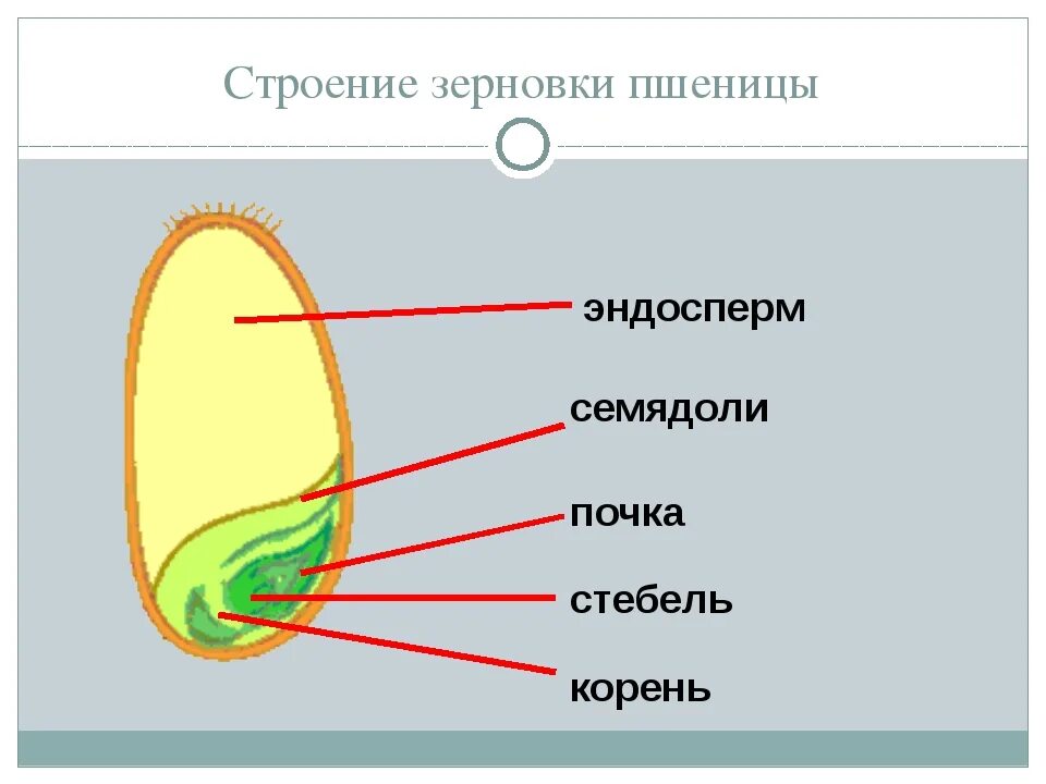 В семени пшеницы есть. Строение семени зерновки пшеницы. Строение зерновки пшеницы 6 класс биология. Внутреннее строение зерновки пшеницы. Строение зерновика пшеницы.