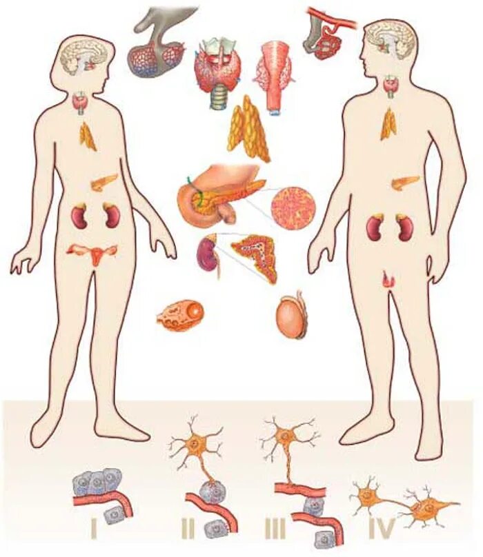 Рисунок эндокринной системы человека. Эндокринная система. Иммунная и эндокринная системы. Эндокринные органы. Эндокринные железы человека.