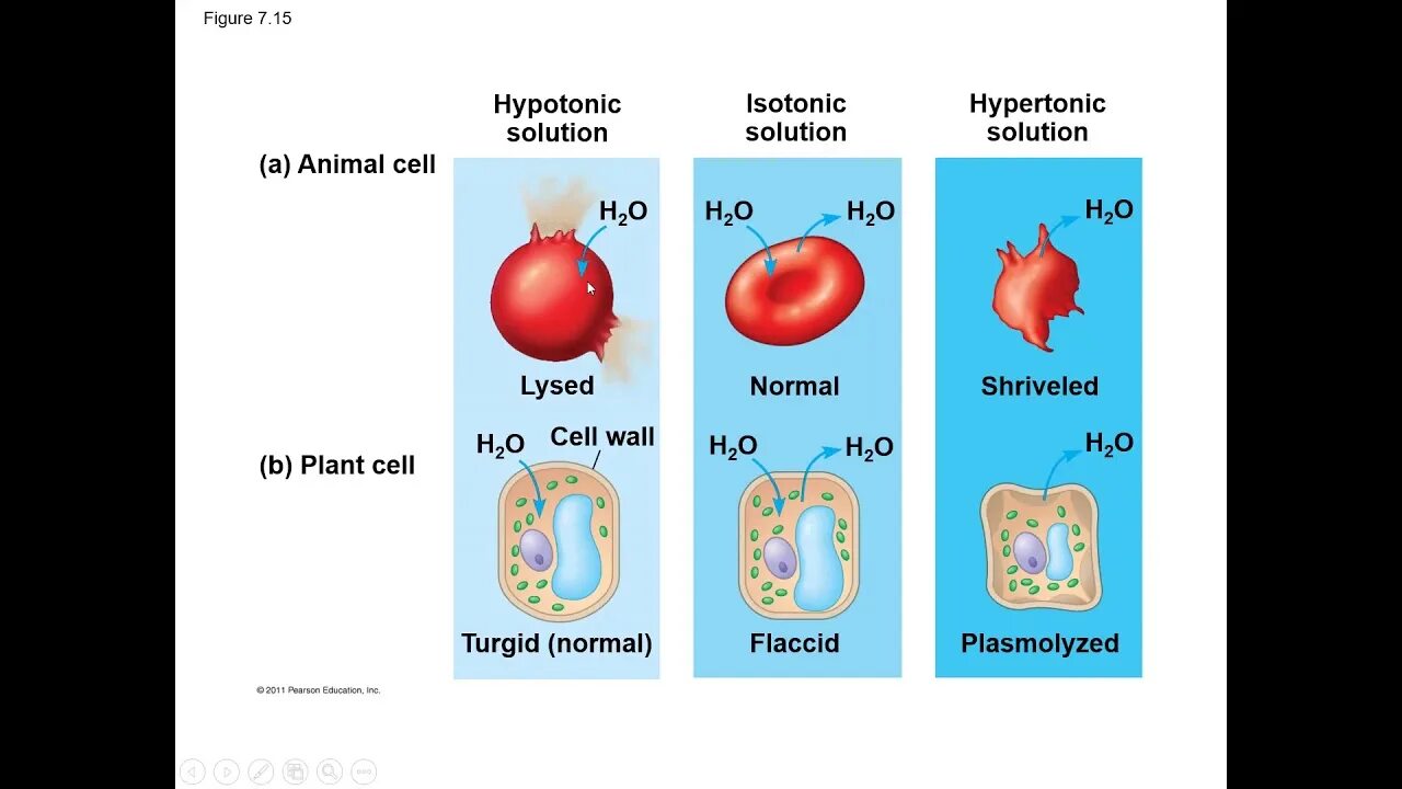 Cell solutions