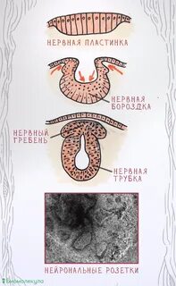 Закладка нервной пластинки