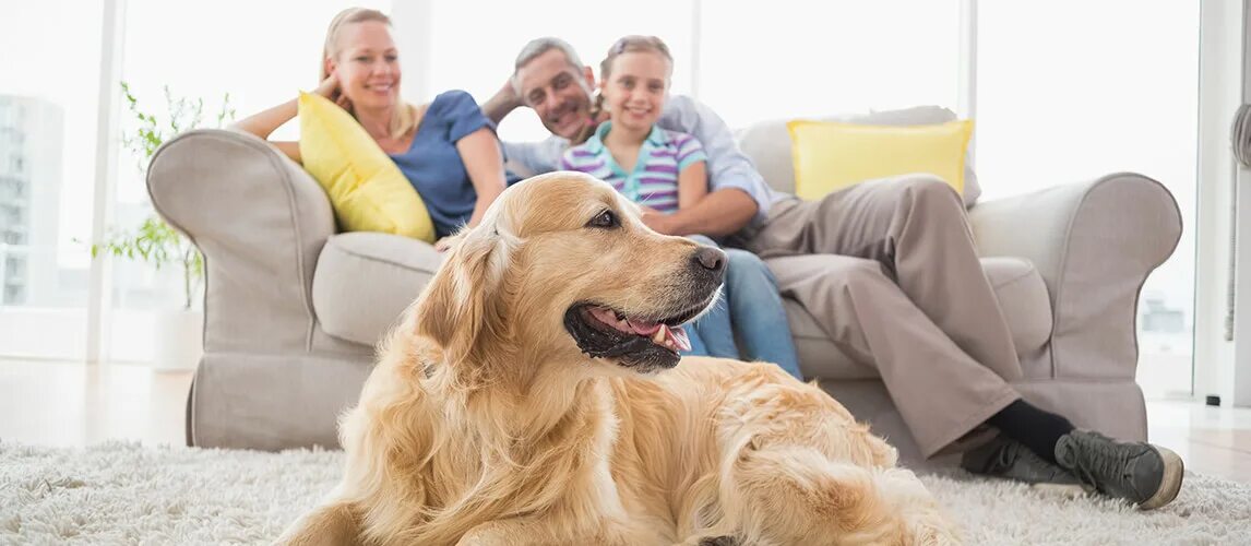 Having pets at home. Home Pets. Dog which is Cleaning people from Home. People with Pets. The couple and the Dog in Front of the Sofa.