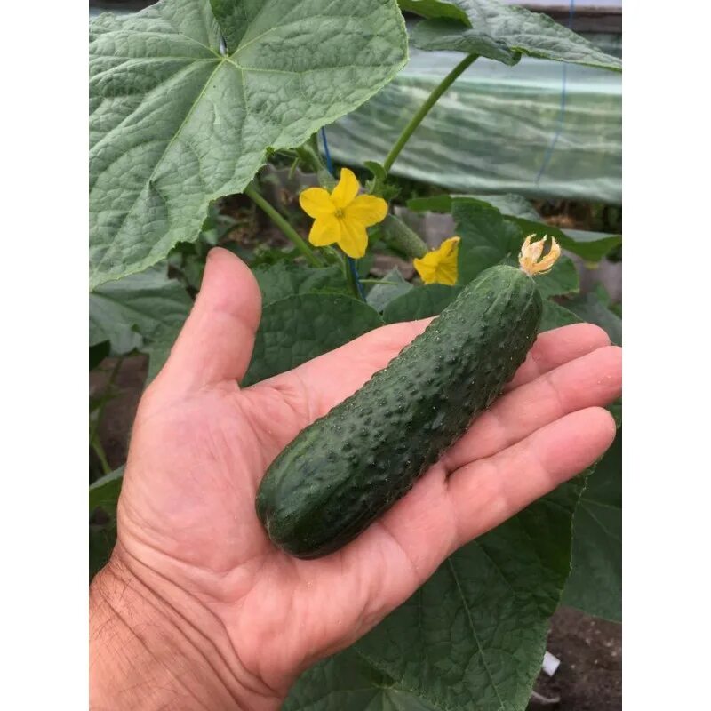 огурец бьерн партнер. сорт огурцов бьерн. партнер огурец бьерн f1. огурцы сорт бьерн.