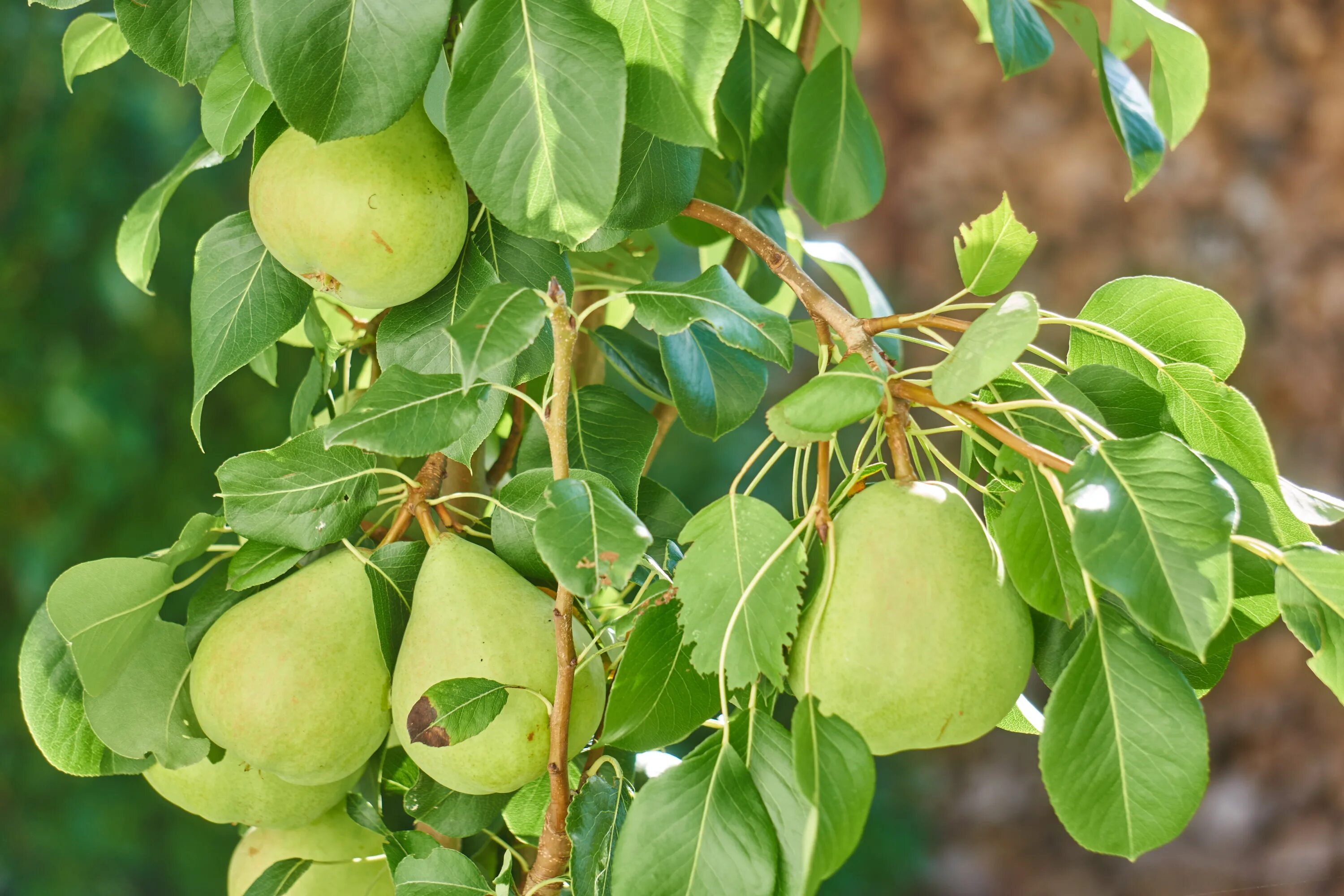 Груша какое культурное растение. Грушевое дерево с плодами. Груша. (Pear Tree) Williams. Груша Ноябрьская дерево. Груша обыкновенная Кокинская.