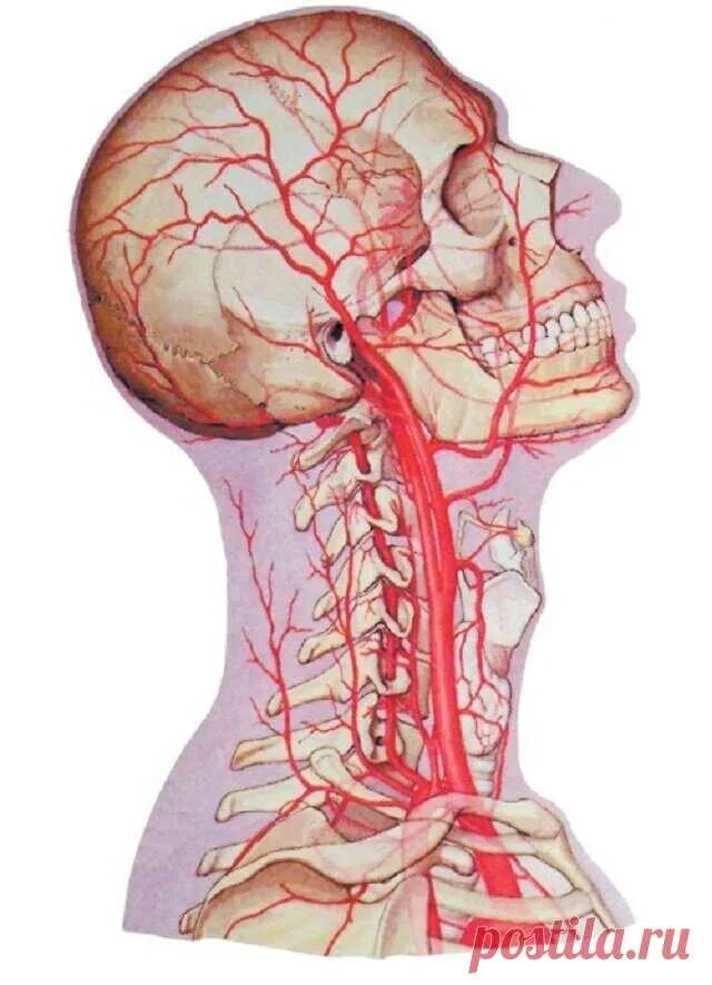 Улучшение кровообращения головного при шейном. Брахиоцефальные артерии анатомия. Позвоночная артерия (a.vertebralis). Затылочная артерия. Позвоночная артерия анатомия атлас.
