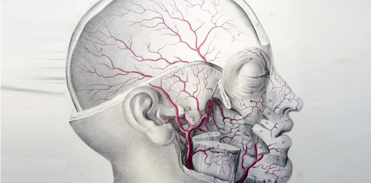 Нервные сосуды головного мозга. Сосуды головного мозга и шеи. Сосуды головного мозга рисунок.