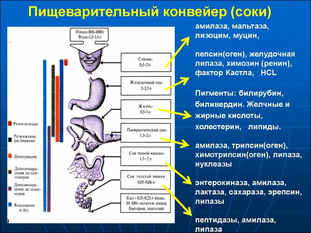 Обработка пищевого комка желчью. Физиология пищеварения схема. Пищеварительная система человека схема с ферментами. Таблица пищеварительная система физиология человека. Ферменты пищеварительной системы физиология.