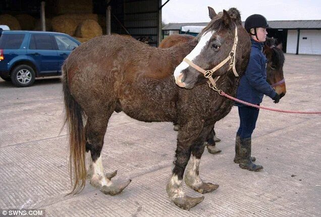 Лошадь 1 год как выглядит Pin on horses