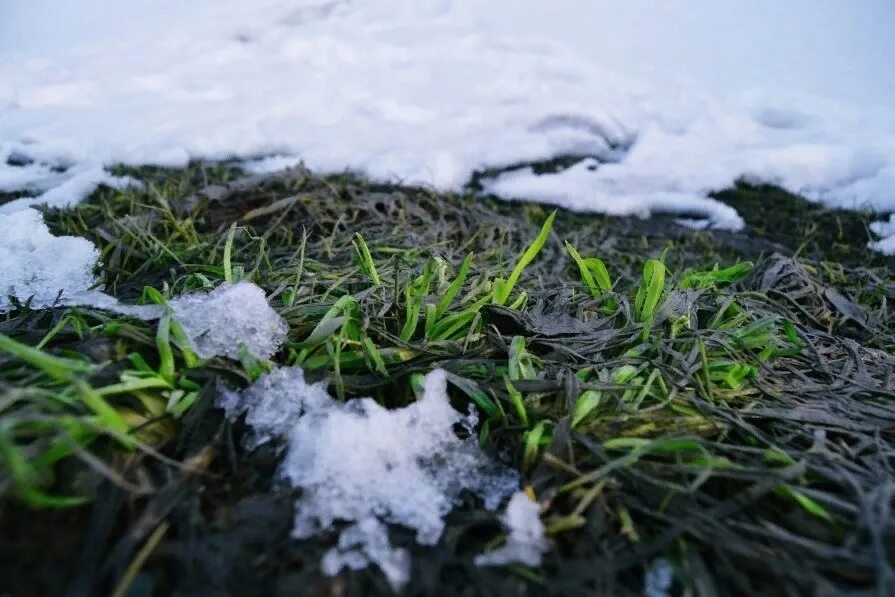 Как быстро растает снег. Весенняя травка. Трава весной. Тает снег. Снег весной.