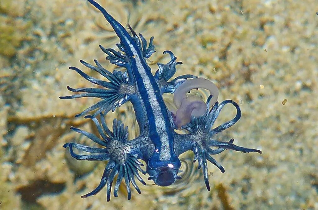 Glaucus atlanticus синий дракон. Голубой дракон брюхоногий моллюск. Главк атлантический (glaucus atlanticus). Морской голожаберный моллюск голубой дракон. Glaucus atlanticus голубой дракон.
