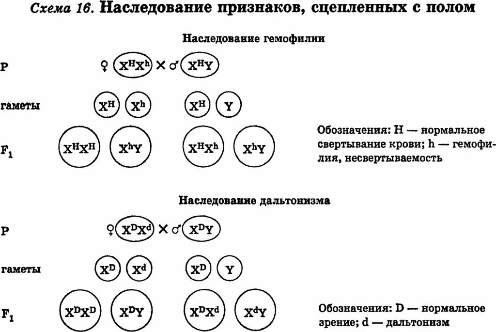 Наследование сцепленное с полом схема. Схема наследования сцепленных с полом заболеваний. Наследование сцепленное с полом схема скрещивания. Генетика пола наследование признаков. Гемофилия доминантный признак