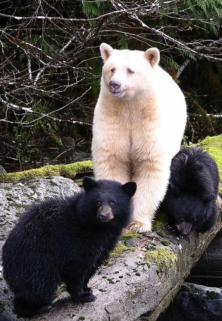 Кермодский медведь. The spirit bear. The spirit bear. Кермодские медведи разноцветные. Медведь мистика.