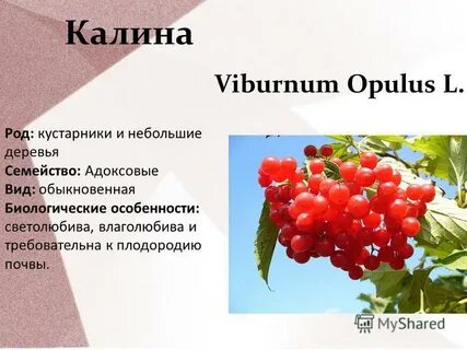 Калина обыкновенная свойства