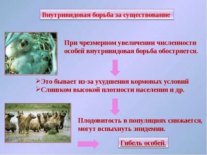 Укажите пример внутривидовой борьбы