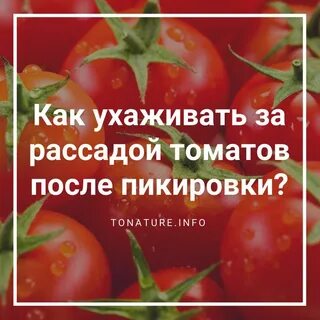 Помидоры после 6