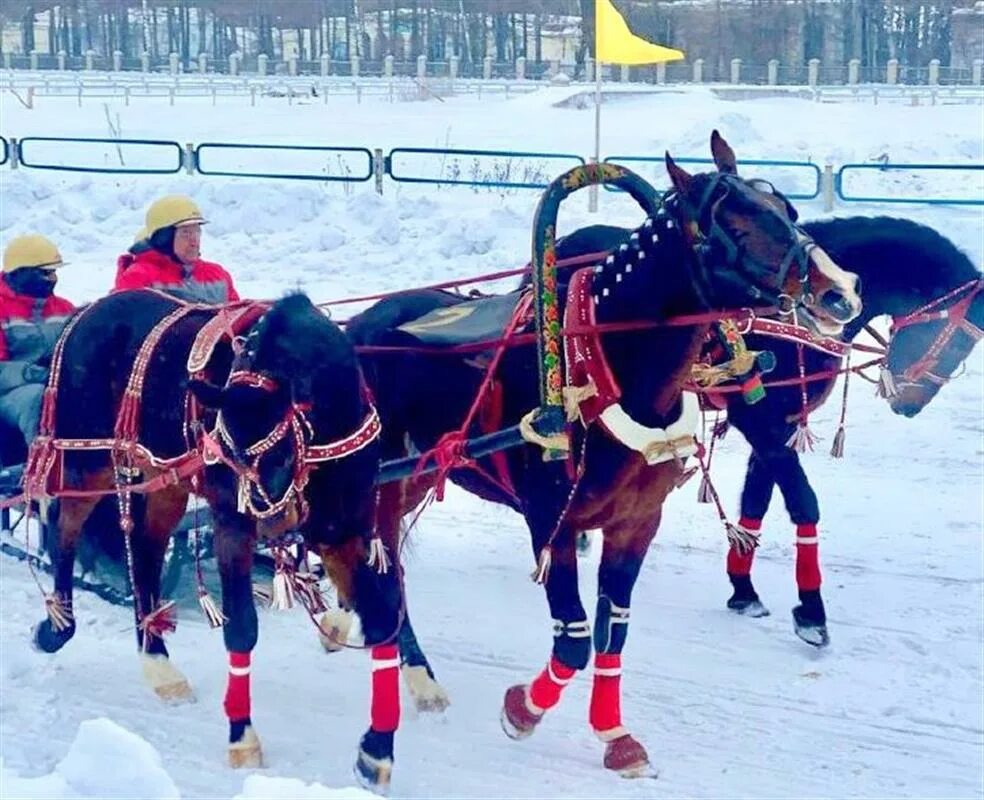 Костромской ипподром Кострома. Лошади Костромского ипподрома. Костромской ипподром сегодня соревнования. Тройка Кострома.