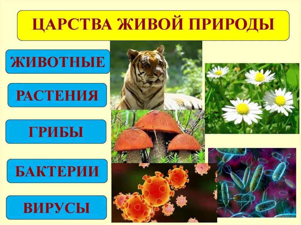 Царство живой природы пример. Царства живой природы. Царство живой природы растения. Царства живой природы схема. 5 Царств живой природы.