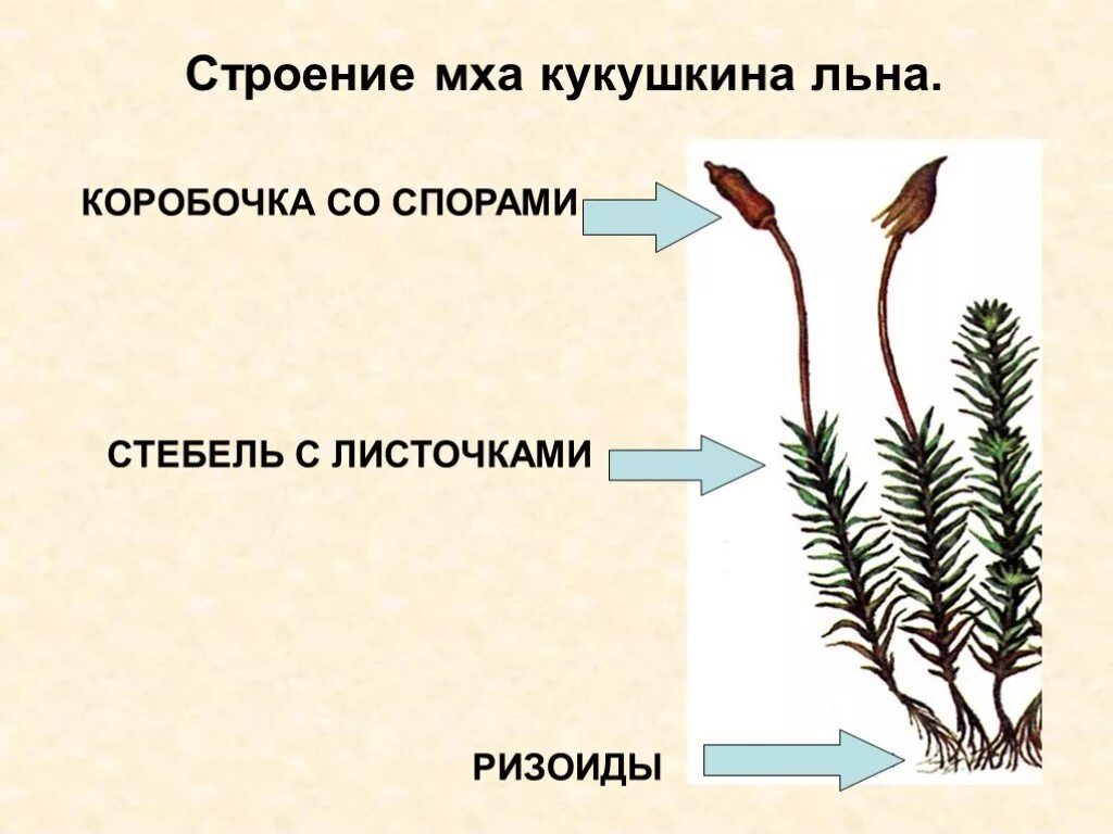 Строение мха Кукушкин лен. Строение МЗА кукушкинлен. Мох Кукушкин лен споровые растения. Строение гаметофита кукушкиного льна.