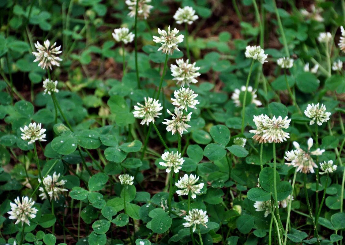 Посевной средней полосы россии. Клевер ползучий (Trifolium repens). Белый Клевер, Trifolium repens. Клевер ползучий (Trifolium repens l.). Клевер ползучий Плантариум.