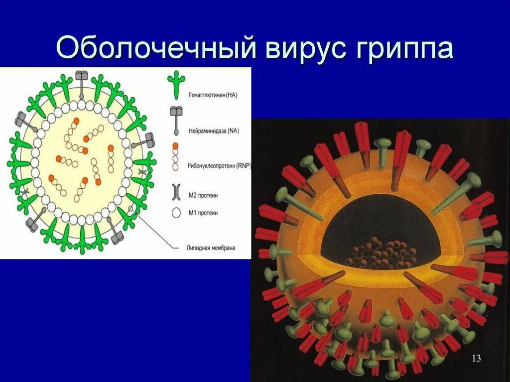 Нейраминидазы гриппа. Гемагглютинин и нейраминидаза вируса гриппа. Строение вируса гриппа. Схема строения вируса гриппа. Оболочечные вирусы.