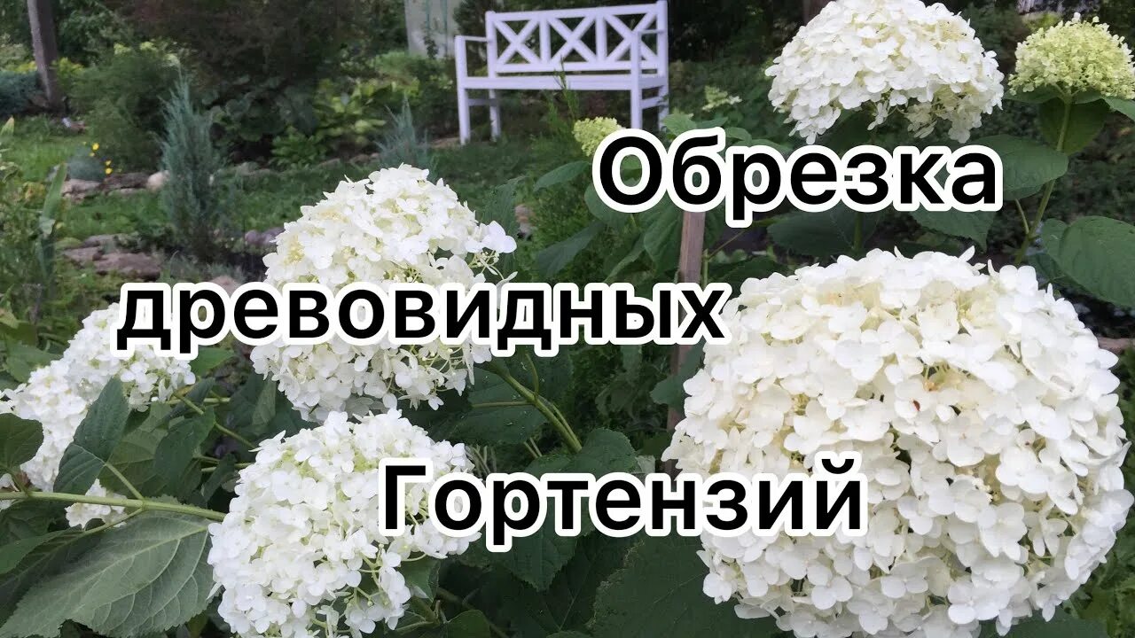 Как обрезать гортензию анабель на зиму