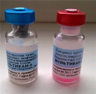Прививка 8